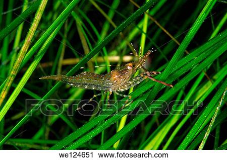 Northernn coastal shrimp (Heptacarpus Camtschaticus) Japan sea, Far East, Primorsky Krai, Russian Federation. View Large Photo Image Stock Image - Northernn coastal shrimp (Heptacarpus Camtschaticus) Japan sea, Far East, Primorsky Krai, Russian Federation.. Fotosearch