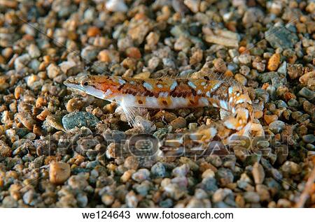 Pavlenkos snake bleonny (Lumpenopsis pavlenkoi, Soldatov). Japan sea, Far East, Primorsky Krai, Russian Federation. View Large Photo Image Stock Image - Pavlenkos snake bleonny (Lumpenopsis pavlenkoi, Soldatov). Japan sea, Far East, Primorsky Krai, Russian Federation.. Fotosearch