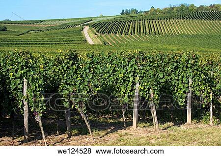 Stock Photo - Pinot noir vines in a vineyard near Westhalten, Alsace, France.. Fotosearch