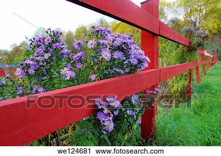 Stock Image - Purple flowers by the fence.. Fotosearch