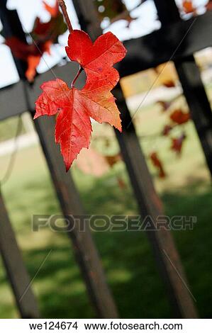 Red flower trying to get out of prison. View Large Photo Image Picture - Red flower trying to get out of prison.. Fotosearch