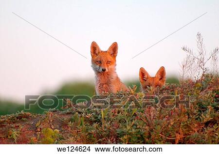 Picture - Red fox (Vulpes vulpes), young, Yermakov island, Ukraine, Eastern Europe.. Fotosearch