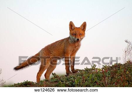 Red fox (Vulpes vulpes), young, Yermakov island, Ukraine, Eastern Europe. View Large Photo Image Stock Photograph - Red fox (Vulpes vulpes), young, Yermakov island, Ukraine, Eastern Europe.. Fotosearch