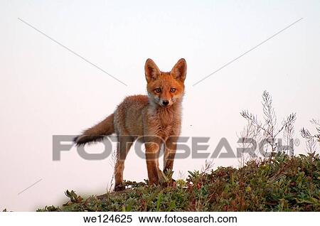Red fox (Vulpes vulpes), young, Yermakov island, Ukraine, Eastern Europe. View Large Photo Image Stock Photography - Red fox (Vulpes vulpes), young, Yermakov island, Ukraine, Eastern Europe.. Fotosearch