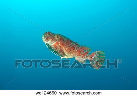 Sea Raven (Hemitripterus villosus) Japan sea, Far East, Primorsky Krai, Russian Federation. View Large Photo Image Stock Image - Sea Raven (Hemitripterus villosus) Japan sea, Far East, Primorsky Krai, Russian Federation.. Fotosearch