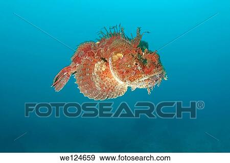 Sea Raven (Hemitripterus villosus) Japan sea, Far East, Primorsky Krai, Russian Federation. View Large Photo Image Stock Photo - Sea Raven (Hemitripterus villosus) Japan sea, Far East, Primorsky Krai, Russian Federation.. Fotosearch
