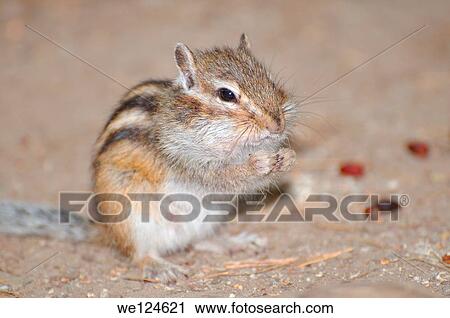 Siberian chipmunk, Common Chipmunk (Eutamias sibiricus). Lake Baikal, Siberia, Russian Federation. View Large Photo Image Stock Image - Siberian chipmunk, Common Chipmunk (Eutamias sibiricus). Lake Baikal, Siberia, Russian Federation.. Fotosearch