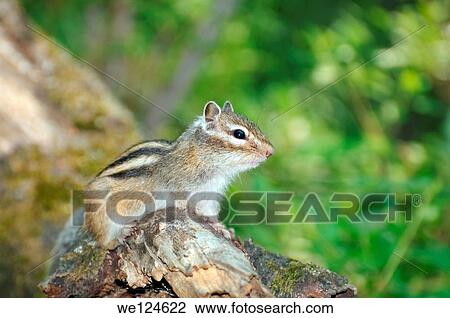 Siberian chipmunk, Common Chipmunk (Eutamias sibiricus). Lake Baikal, Siberia, Russian Federation. View Large Photo Image Stock Image - Siberian chipmunk, Common Chipmunk (Eutamias sibiricus). Lake Baikal, Siberia, Russian Federation.. Fotosearch