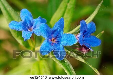 Spring flowers, Crimea, Ukraine, Eastern Europe. View Large Photo Image Stock Image - Spring flowers, Crimea, Ukraine, Eastern Europe.. Fotosearch