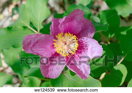 Spring flowers, Crimea, Ukraine, Eastern Europe. View Large Photo Image Stock Photo - Spring flowers, Crimea, Ukraine, Eastern Europe.. Fotosearch