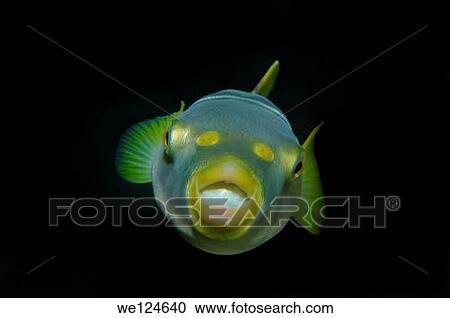 Striped puffer (takifugu xanthopterus) Japan sea, Far East, Primorsky Krai, Russian Federation. View Large Photo Image Stock Image - Striped puffer (takifugu xanthopterus) Japan sea, Far East, Primorsky Krai, Russian Federation.. Fotosearch