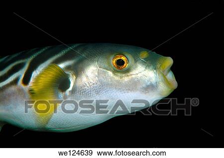 Striped puffer (takifugu xanthopterus) Japan sea, Far East, Primorsky Krai, Russian Federation. View Large Photo Image Stock Photo - Striped puffer (takifugu xanthopterus) Japan sea, Far East, Primorsky Krai, Russian Federation.. Fotosearch