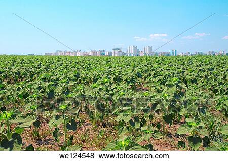 Sunflower (Helianthus annuus), sunflower field, Odessa, Ukraine, Eastern Europe. View Large Photo Image Stock Photo - Sunflower (Helianthus annuus), sunflower field, Odessa, Ukraine, Eastern Europe.. Fotosearch