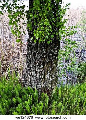 Tree body. View Large Photo Image Stock Photograph - Tree body.. Fotosearch