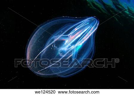warty comb jelly or sea walnut (Mnemiopsis leidyi) Black Sea, Crimea, Ukraine, Eastern Europe. View Large Photo Image Stock Image - warty comb jelly or sea walnut (Mnemiopsis leidyi) Black Sea, Crimea, Ukraine, Eastern Europe.. Fotosearch