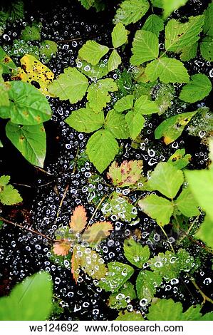 Water on the leaves. View Large Photo Image Stock Image - Water on the leaves.. Fotosearch