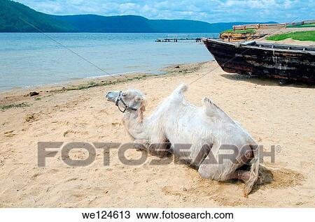White Bactrian camel (Camelus bactrianus) near the boat on the bank of Angara. Settlement Talzy, Irkutsk region, Baikal, Siberia. View Large Photo Image Stock Image - White Bactrian camel (Camelus bactrianus) near the boat on the bank of Angara. Settlement Talzy, Irkutsk region, Baikal, Siberia.. Fotosearch