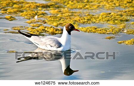 Stock Photography - White bird showing off in the lake.. Fotosearch