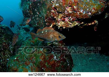 White edged rockfish (Sebastes Taczanowscii) Japan sea, Far East, Primorsky Krai, Russian Federation. View Large Photo Image Stock Photo - White edged rockfish (Sebastes Taczanowscii) Japan sea, Far East, Primorsky Krai, Russian Federation.. Fotosearch