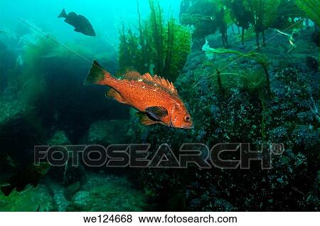Stock Photo - White edged rockfish (Sebastes Taczanowscii) Japan sea, Far East, Primorsky Krai, Russian Federation.. Fotosearch