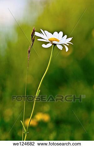 white flower and her friend. View Large Photo Image Stock Image - white flower and her friend.. Fotosearch