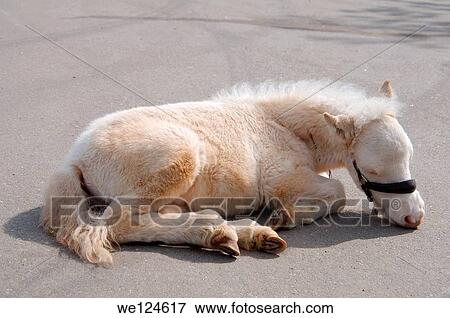 White pony foal, Odessa, Ukraine, Eastern Europe. View Large Photo Image Stock Photo - White pony foal, Odessa, Ukraine, Eastern Europe.. Fotosearch