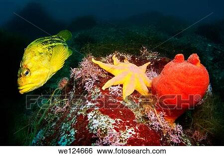 Yellow Rockfish or Three-stripe Rockfish (Sebastes Trivittatus), starphish Pacific sun star (Solaster pacificus), Ascidian (Halocynthia aurantinium). Japan sea, Far East, Primorsky Krai, Russian Federation. View Large Photo Image Stock Photograph - Yellow Rockfish or Three-stripe Rockfish (Sebastes Trivittatus), starphish Pacific sun star (Solaster pacificus), Ascidian (Halocynthia aurantinium). Japan sea, Far East, Primorsky Krai, Russian Federation.. Fotosearch