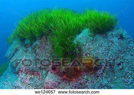 Zostera marina (Eelgrass) Japan sea, Far East, Primorsky Krai, Russian Federation. View Large Photo Image Stock Photo - Zostera marina (Eelgrass) Japan sea, Far East, Primorsky Krai, Russian Federation.. Fotosearch