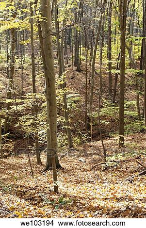A Fall Ohio forest along the Blue Hen Falls trail View Large Photo Image Picture - A Fall Ohio forest along the Blue Hen Falls trail. Fotosearch