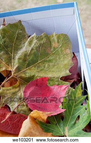 A light blue shoe box full of varied Fall leaves View Large Photo Image Stock Image - A light blue shoe box full of varied Fall leaves. Fotosearch