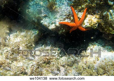 Stock Photo - A red starfish underwater, Island of Pantelleria, Sicily, Italy. Fotosearch