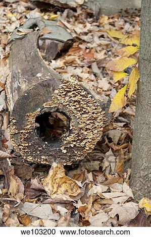 A round hollow log growing mushrooms among the Fall foliage of an Ohio forest View Large Photo Image Stock Image - A round hollow log growing mushrooms among the Fall foliage of an Ohio forest. Fotosearch