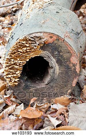 A round log with growing mushrooms and hollow center in the Fall View Large Photo Image Stock Image - A round log with growing mushrooms and hollow center in the Fall. Fotosearch