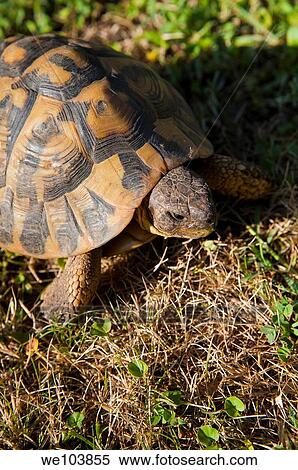 A turtle on a grass field View Large Photo Image Stock Photography - A turtle on a grass field. Fotosearch