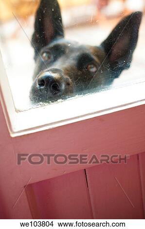 An black dog muzzle against the window door View Large Photo Image Picture - An black dog muzzle against the window door. Fotosearch