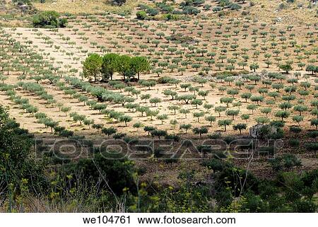 An olive trees field San Vito Lo Capo Sicily Italy View Large Photo Image Stock Image - An olive trees field San Vito Lo Capo Sicily Italy. Fotosearch