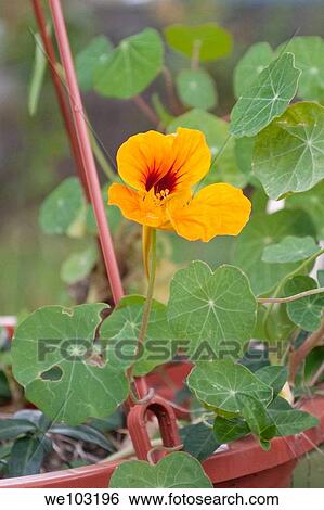 An orange Nasturtium bloom in a hanging basket View Large Photo Image Stock Photograph - An orange Nasturtium bloom in a hanging basket. Fotosearch