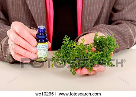 Aromatherapist shows cedar leaves and essential oil View Large Photo Image Stock Image - Aromatherapist shows cedar leaves and essential oil. Fotosearch