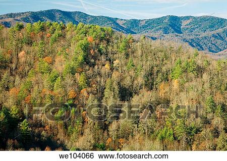 Autumn, Cataloochee Cove, Great Smoky Mtns NP, North Carolina View Large Photo Image Stock Photograph - Autumn, Cataloochee Cove, Great Smoky Mtns NP, North Carolina. Fotosearch