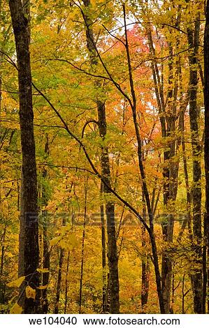 Autumn, Cherokee National Forest, Tennessee View Large Photo Image Stock Image - Autumn, Cherokee National Forest, Tennessee. Fotosearch