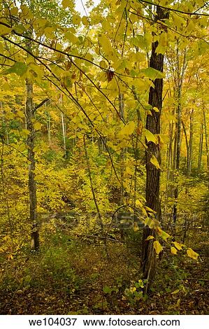 Autumn, Cherokee National Forest, Tennessee View Large Photo Image Stock Photo - Autumn, Cherokee National Forest, Tennessee. Fotosearch