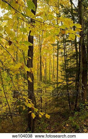 Autumn, Cherokee National Forest, Tennessee View Large Photo Image Stock Photo - Autumn, Cherokee National Forest, Tennessee. Fotosearch