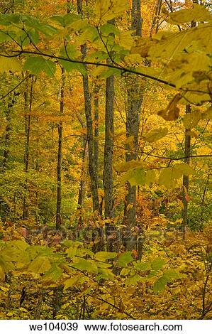Autumn, Cherokee National Forest, Tennessee View Large Photo Image Stock Photo - Autumn, Cherokee National Forest, Tennessee. Fotosearch