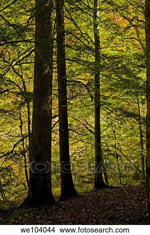 Autumn, Citico Creek, Cherokee National Forest, TN View Large Photo Image Picture - Autumn, Citico Creek, Cherokee National Forest, TN. Fotosearch