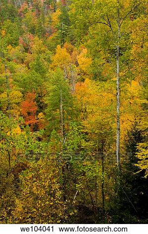 Autumn, Citico Creek, Cherokee National Forest, TN View Large Photo Image Stock Image - Autumn, Citico Creek, Cherokee National Forest, TN. Fotosearch