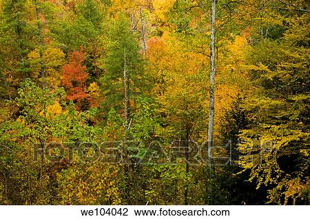 Autumn, Citico Creek, Cherokee National Forest, TN View Large Photo Image Stock Image - Autumn, Citico Creek, Cherokee National Forest, TN. Fotosearch