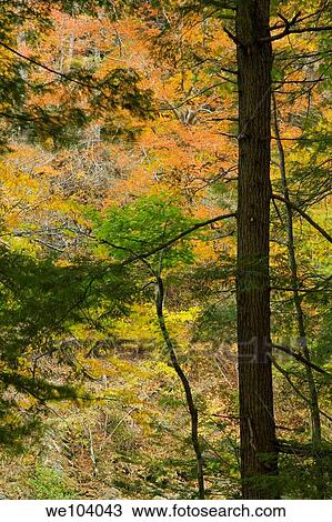 Autumn, Citico Creek, Cherokee National Forest, TN View Large Photo Image Stock Image - Autumn, Citico Creek, Cherokee National Forest, TN. Fotosearch