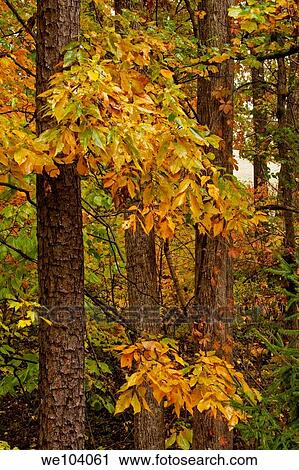 Autumn Leaves, Trees, East Tennessee View Large Photo Image Stock Image - Autumn Leaves, Trees, East Tennessee. Fotosearch