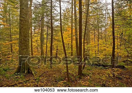 Autumn, Motor Nature Trail, Great Smoky Mountains Natonal Park, Tennessee View Large Photo Image Stock Image - Autumn, Motor Nature Trail, Great Smoky Mountains Natonal Park, Tennessee. Fotosearch