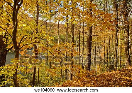 Autumn, Pisgah NF, NC View Large Photo Image Stock Image - Autumn, Pisgah NF, NC. Fotosearch